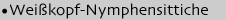 Weisskopfnymphensittiche
